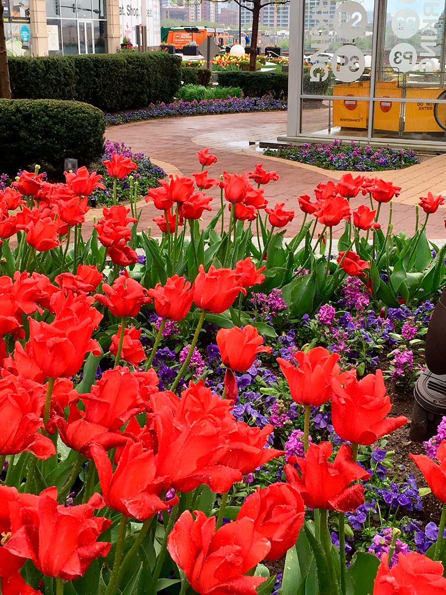 Vibrant red tulips and purple flowers line a brick pathway in a garden setting near buildings. Colorful street sign in background.