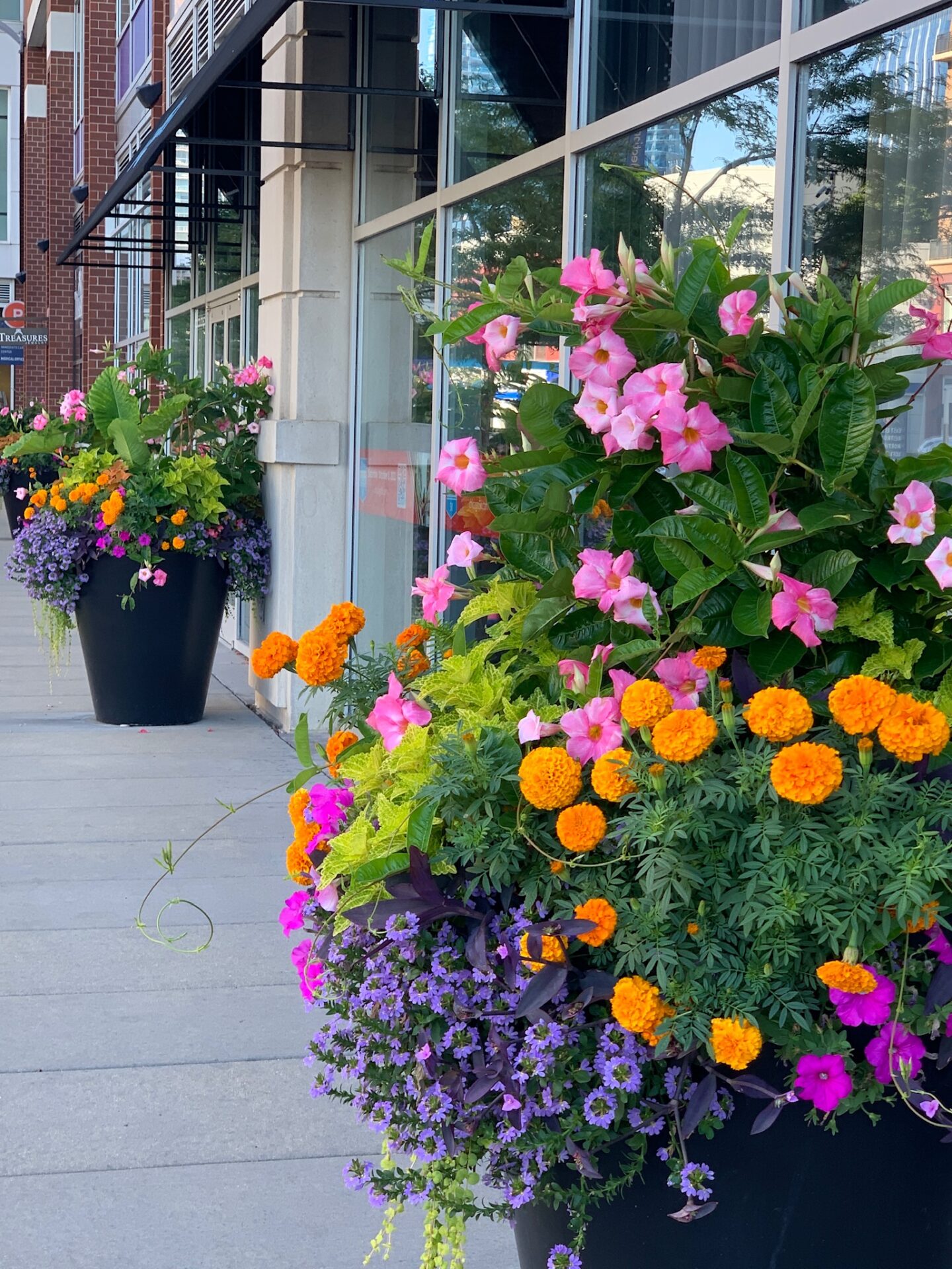 Vibrant flowers in large pots line a sidewalk outside a modern glass building, creating a colorful and inviting urban scene.