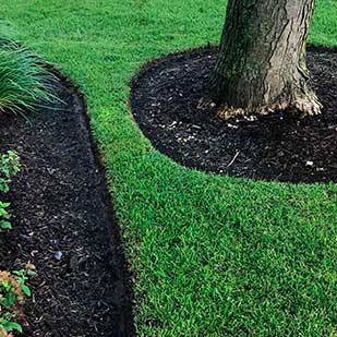 Neatly trimmed, lush green lawn surrounds a tree, with precise landscaping edges and mulch. No people, landmarks, or historical buildings visible.