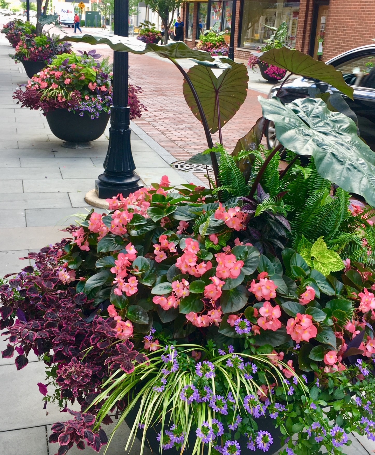 Street lined with large flower planters, showcasing pink and purple blooms. A person and brick buildings are in the background.