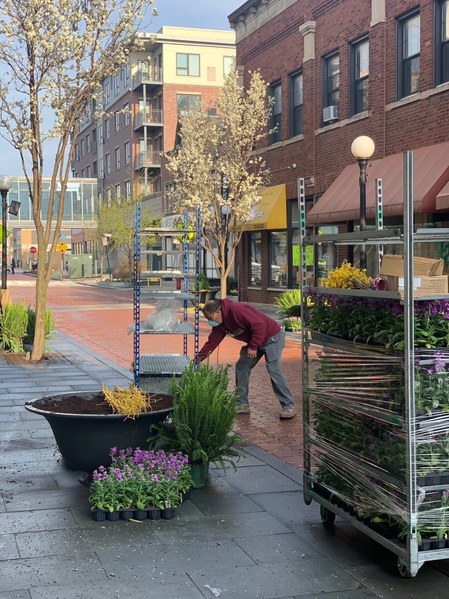 A person arranges flowers on a city sidewalk, surrounded by blossoming trees, brick buildings, and a modern apartment complex in the background.