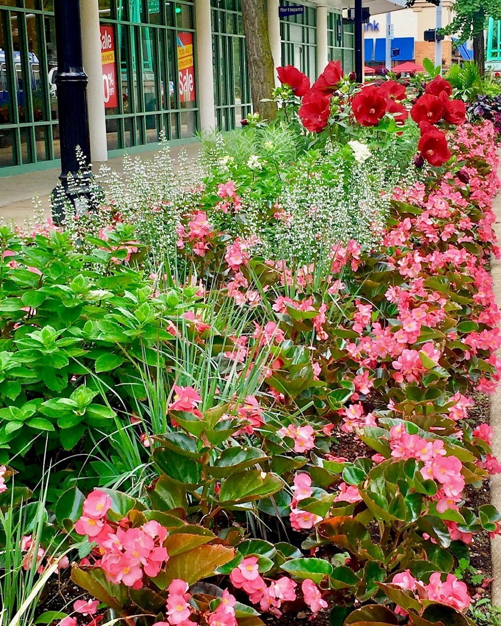 A vibrant flowerbed with red and pink blossoms lines a sidewalk near a glass-fronted store advertising a sale.