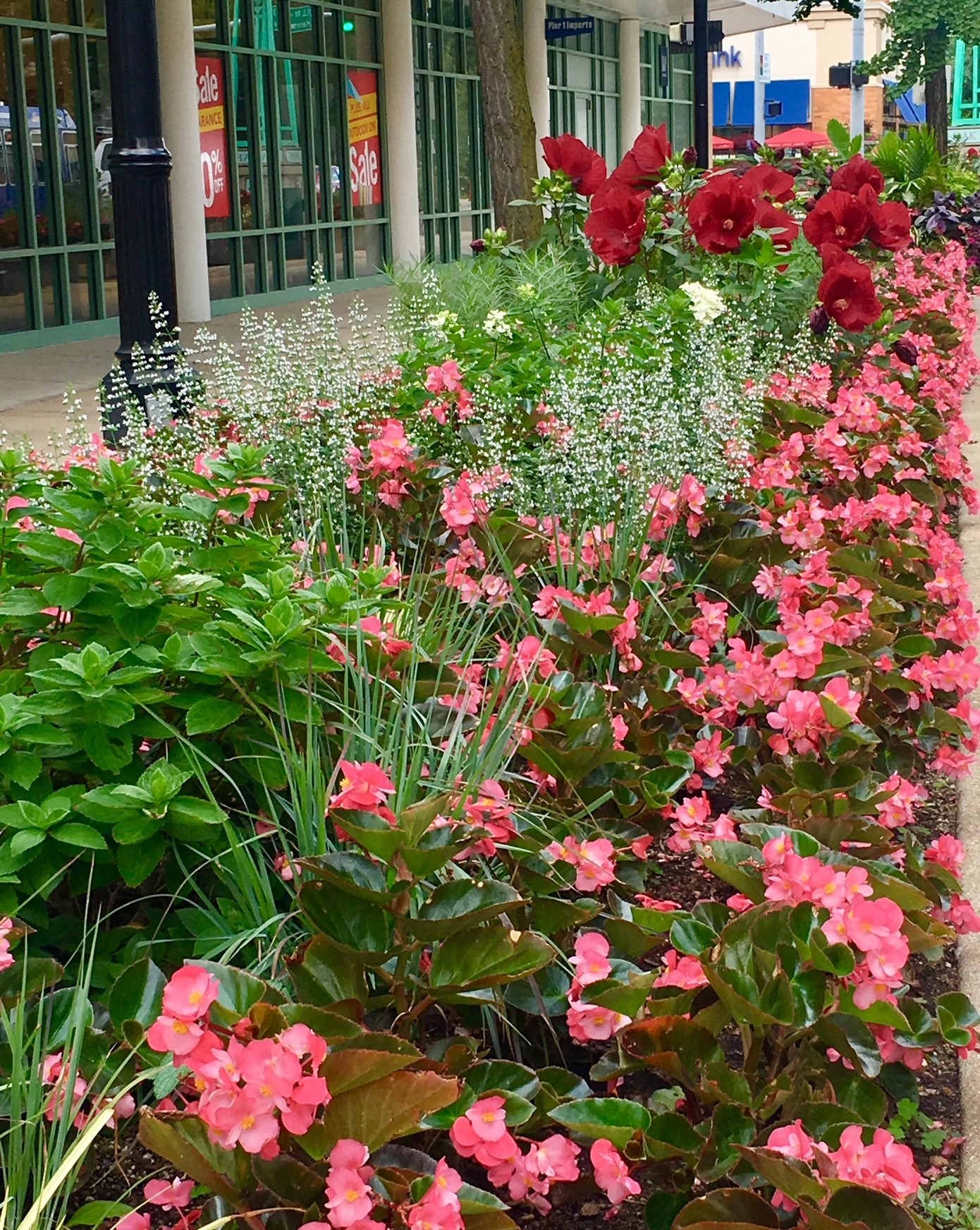 Vibrant flower bed with red and pink blooms lines a sidewalk near glass-fronted shops displaying sale signs. Urban street scene with lampposts.