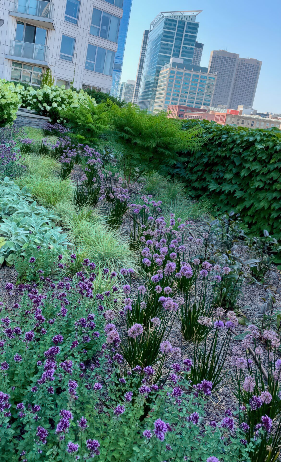 Urban rooftop garden with vibrant green foliage and purple flowers, set against modern skyscrapers under a clear blue Chicago sky.